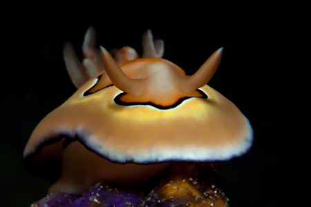 images/Slider/CHromodoris.jpg