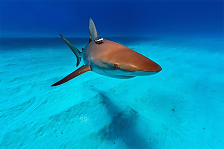 images/Slider/Caribbean_reefshark.jpg