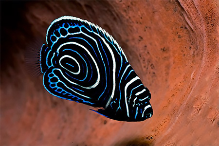 images/Slider/Emperorfish_juvenile.jpg