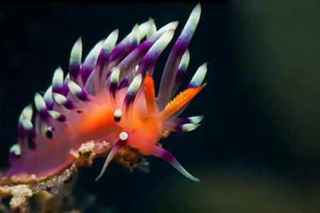 images/Slider/Flabellina.jpg