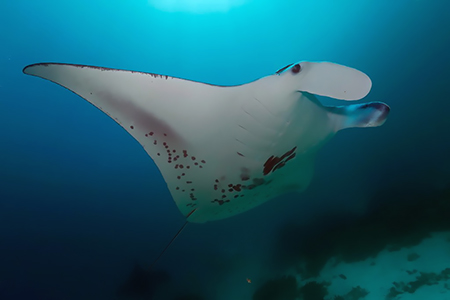 images/Slider/Giant_Manta.jpg