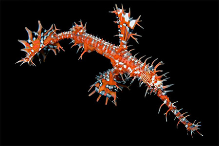 images/Slider/Harlequin_Ghost_Pipefish.jpg