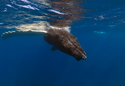 images/Slider/Humpback_Whale_Juvenile.jpg