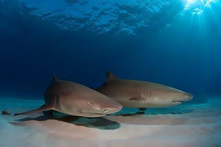 images/Slider/Lemonshark_Duo.jpg