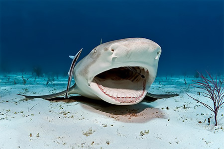 images/Slider/Lemonshark_Mouth.jpg