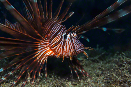 images/Slider/Lionfish.jpg