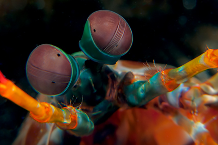 images/Slider/Mantis_shrimp.jpg