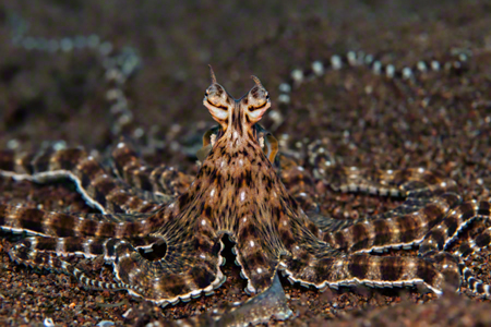 images/Slider/Mimic_octopus.jpg