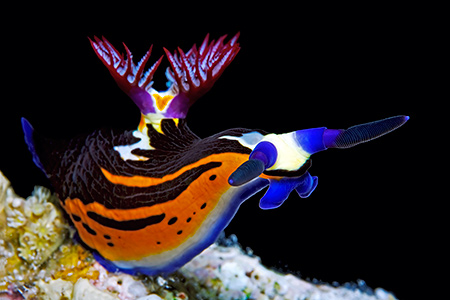 images/Slider/Nudi_Bighorn_Nembrotha.jpg