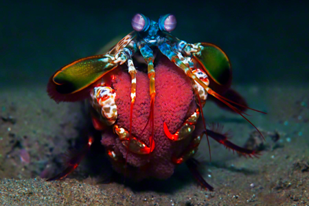 images/Slider/Peacock_eggs.jpg