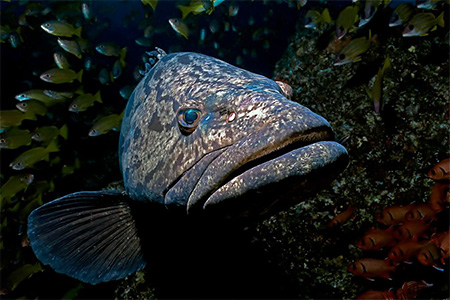 images/Slider/Potato_Grouper.jpg