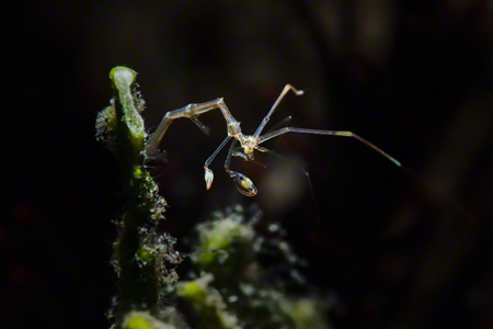 images/Slider/SKeleton_Shrimp.jpg