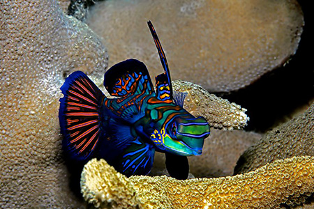 images/Slider/mandarin_Fish.jpg