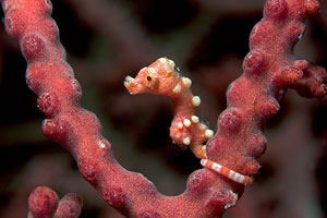 Juvenile Pygmee Seahorse Denise